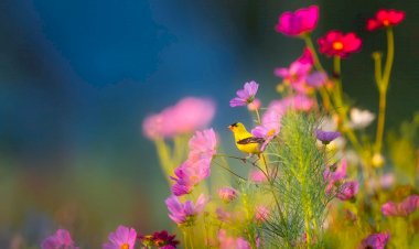 DAILY CURRENT AFFAIRS (16-JULY-2021)